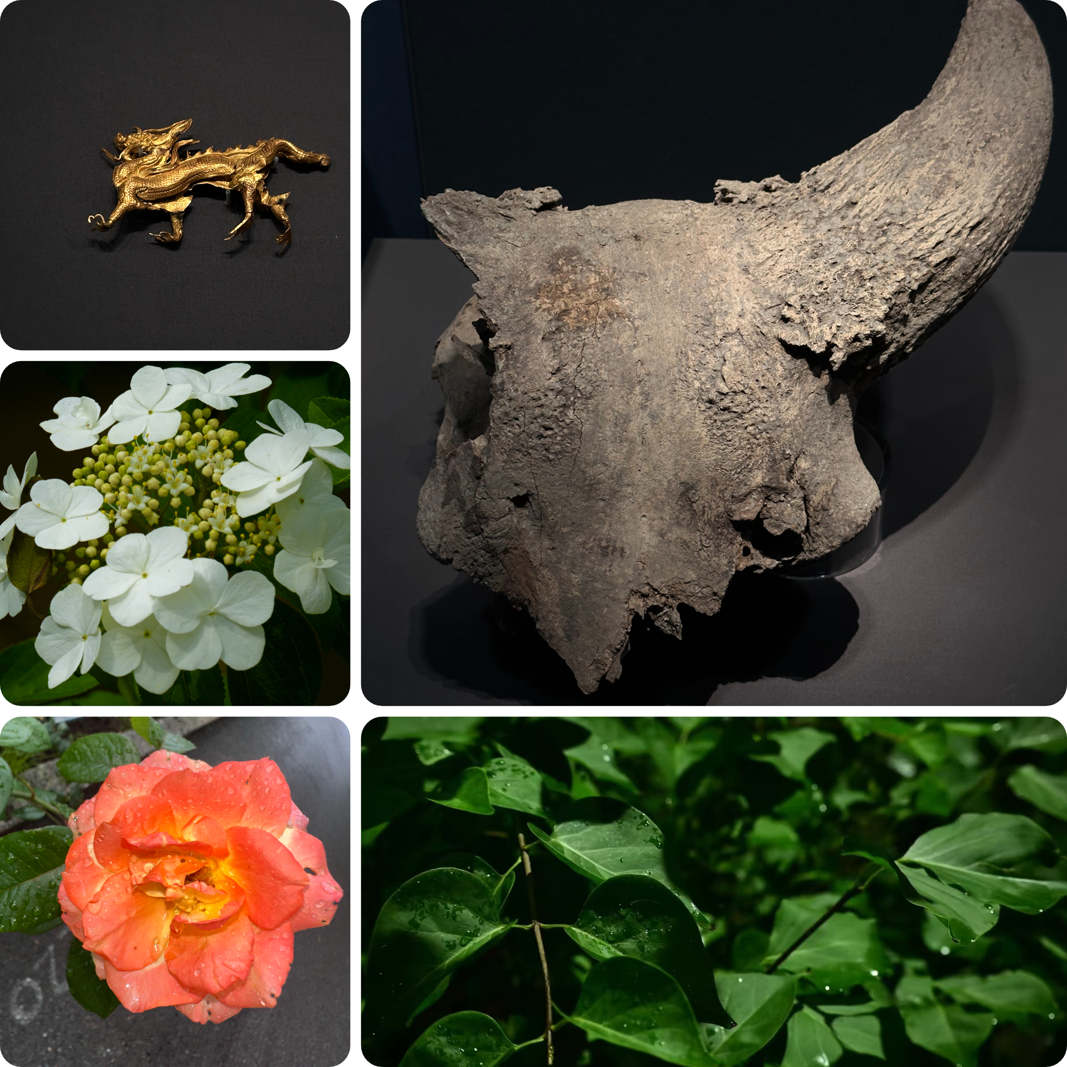 Botanical texture and lighting reference