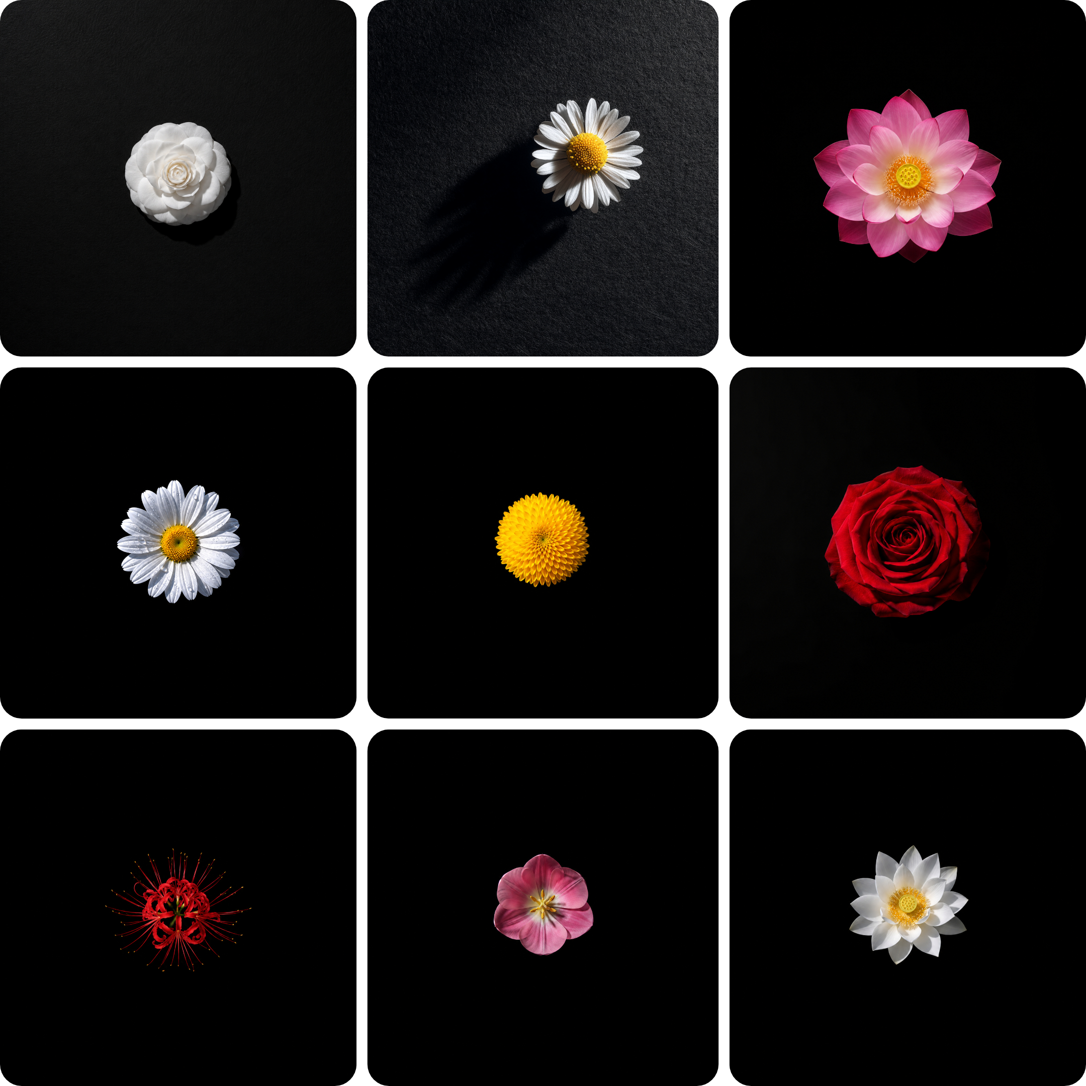 Final botanical portrait image variation